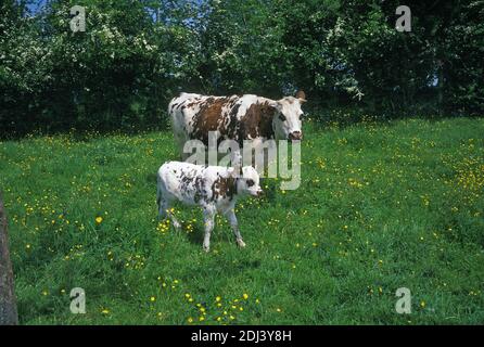 Vache normande, la mère et son veau, le Calvados en Normandie Banque D'Images
