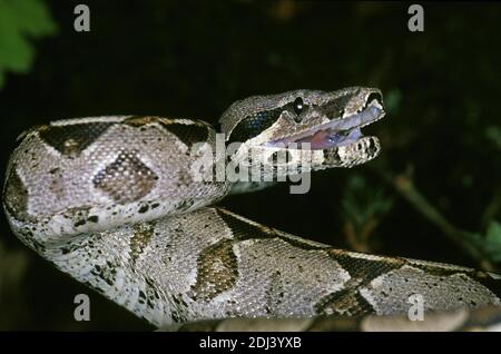 Boa constricteur, boa constrictor, des profils en attitude de défense Banque D'Images