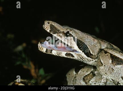 Boa constricteur, boa constrictor, des profils en attitude de défense Banque D'Images