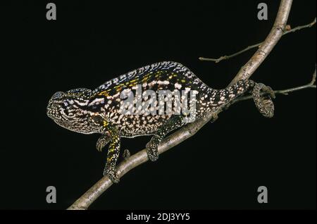 La Forêt de Madagascar, Caméléon furcifer campani, Direction générale de l'article adultes sur contre Fond noir Banque D'Images