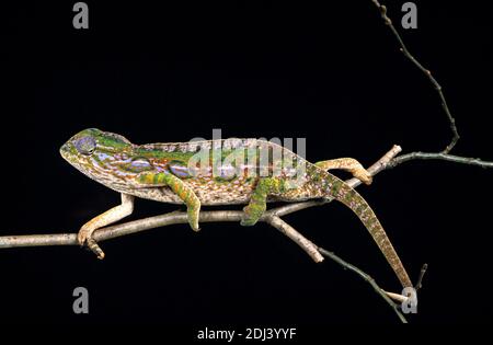 La Forêt de Madagascar, Caméléon furcifer campani, Direction générale de l'article adultes sur contre Fond noir Banque D'Images