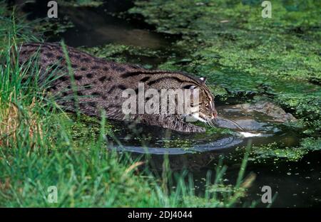 Chat de pêche, prionailurus viverrinus, Adulte debout dans l'eau, pêche Banque D'Images