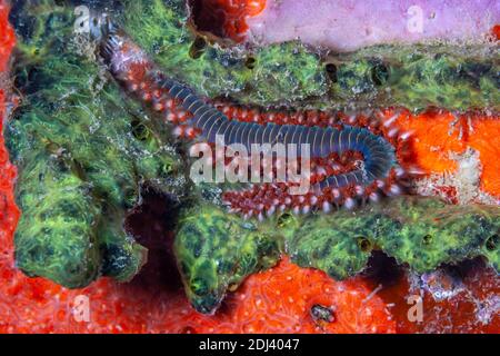 Hermodice carunculata est un type de soirlias marines appartenant à la famille des Amphinomidés, Banque D'Images