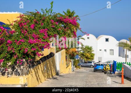 Bougainvilliers fleuris dans la rue du village d'Imerovigli sur l'île de Santorini. Cyclades, Grèce Banque D'Images