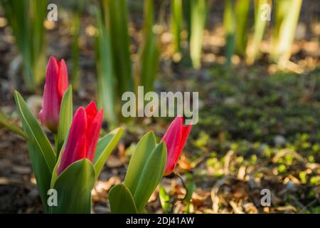 Vue sur les fleurs de tulipe rouge qui poussent dans le jardin, le jour du printemps Banque D'Images