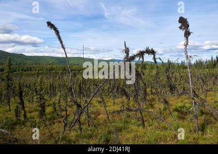 Vue tranquille et colorée depuis Granite Ters Trail, sur les épinettes noires, couvrant le paysage jusqu'à l'horizon. Banque D'Images