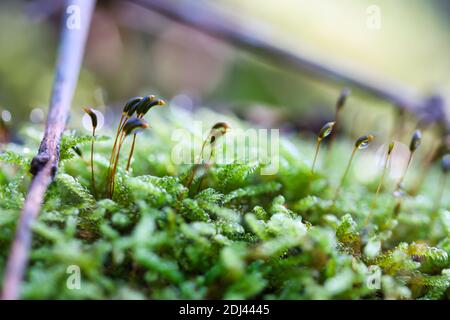 Texture macro des sporophytes vert forêt et mottes humides, avec gouttes de pluie et arrière-plan flou de bokeh violet pastel, mise au point sélective Banque D'Images