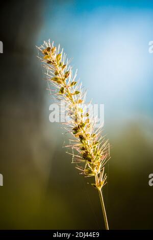 Tête d'herbe en cours de semis Banque D'Images