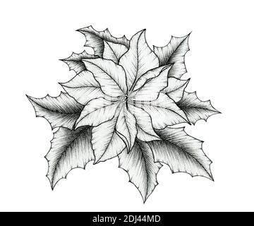 Noël fleur de poinsettia élégant dessin isolé sur blanc, l'art floral noir avec fleur de poinsettia et feuilles de houx, dessin d'art de ligne de poinsettia Banque D'Images