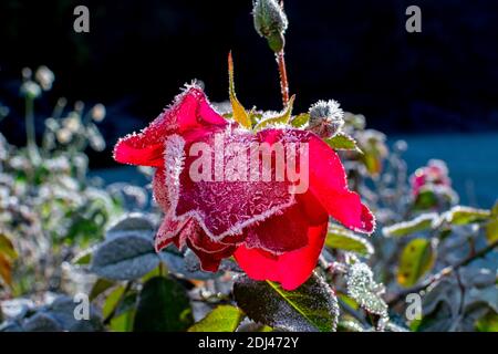 Rose congelée au début de l'hiver Banque D'Images