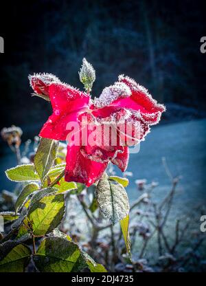 Rose congelée au début de l'hiver Banque D'Images