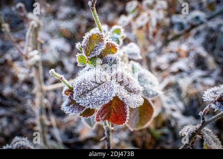 Rose congelée au début de l'hiver Banque D'Images