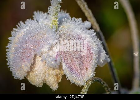 Rose congelée au début de l'hiver Banque D'Images