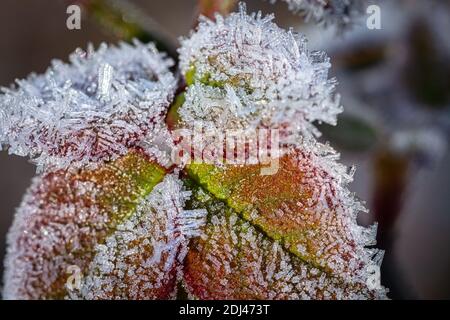 Rose congelée au début de l'hiver Banque D'Images