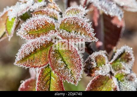 Rose congelée au début de l'hiver Banque D'Images