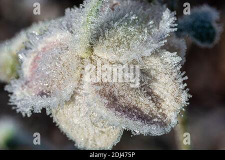 Rose congelée au début de l'hiver Banque D'Images