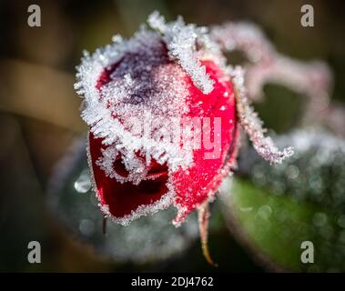 Rose congelée au début de l'hiver Banque D'Images