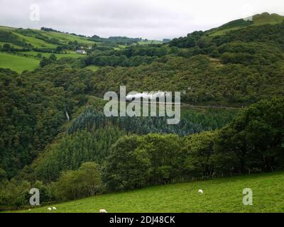 Train à vapeur dans la vallée du Rheidol/MCG, près du pont Devil's Bridge, Ceredigion, pays de Galles Banque D'Images