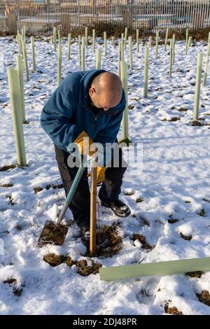 Un bénévole de Woodland Trust plante un arbre lors d'une action de plantation d'arbres à Alma Park, Londonthorpe Woods, près de Grantham, Lincolnshire, Angleterre, Royaume-Uni Banque D'Images