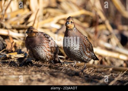 Caille de Bobwhite lors d'une journée de début d'hiver au Kansas Banque D'Images