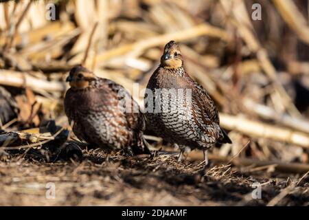 Caille de Bobwhite lors d'une journée de début d'hiver au Kansas Banque D'Images