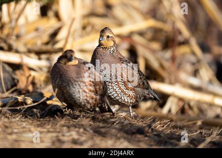 Caille de Bobwhite lors d'une journée de début d'hiver au Kansas Banque D'Images