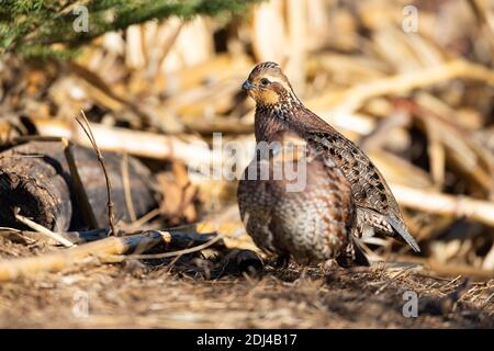 Caille de Bobwhite lors d'une journée de début d'hiver au Kansas Banque D'Images