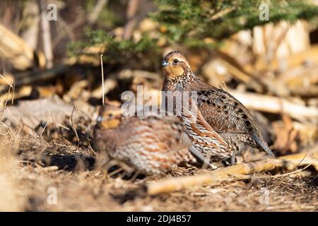 Caille de Bobwhite lors d'une journée de début d'hiver au Kansas Banque D'Images