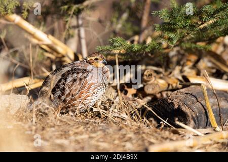 Caille de Bobwhite lors d'une journée de début d'hiver au Kansas Banque D'Images