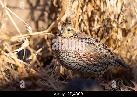 Caille de Bobwhite lors d'une journée de début d'hiver au Kansas Banque D'Images