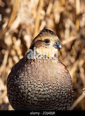 Caille de Bobwhite lors d'une journée de début d'hiver au Kansas Banque D'Images