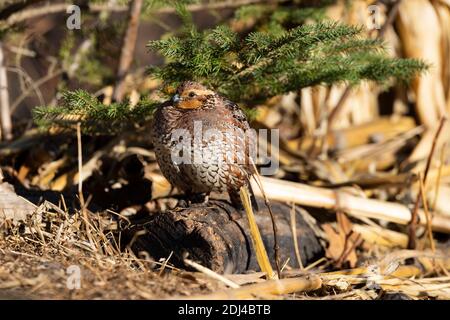 Caille de Bobwhite lors d'une journée de début d'hiver au Kansas Banque D'Images