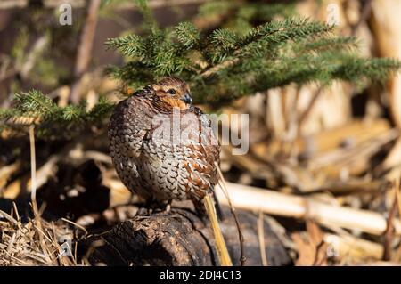 Caille de Bobwhite lors d'une journée de début d'hiver au Kansas Banque D'Images