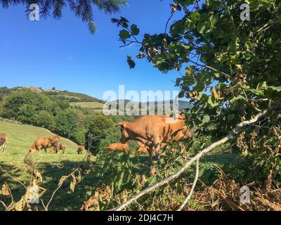 Espagne, Camino de Santiago, chemin Saint-Jacques : paysage autour de la route des pèlerins Banque D'Images