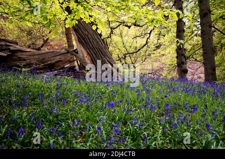 Bois Bluebell Banque D'Images