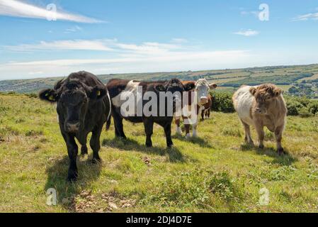 Élevage de bovins Galloway (Bos Taurus) bêtes broussailles de prairies de craie pour garder le broussailles et les bois à la baie, Ballard Down, Corfe Castle, Dorset, Royaume-Uni, juillet. Banque D'Images