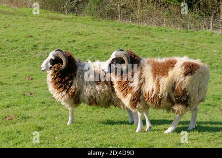 Jacob brebis (Ovis aries) deux béliers de cette ancienne race britannique debout sur des pâturages, Wiltshire, Royaume-Uni, mars. Banque D'Images