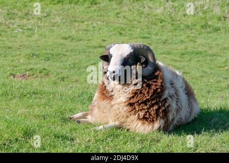 Jacob brebis (Ovis aries) RAM, une ancienne race britannique, reposant sur des pâturages, Bowood Park, Wiltshire, Royaume-Uni, mars. Banque D'Images