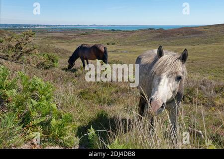 Ponies (Equus caballus) paître Godglingston Heath avec la Manche en arrière-plan, Dorset, Royaume-Uni, juillet. Banque D'Images