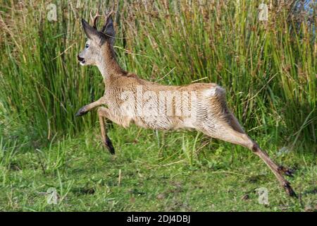 Le cerf de Virginie (Capranolus capranolus) s'élanche dans les marais alors qu'il chasse un rival de son territoire, Catcott bas NNR, Somerset, Royaume-Uni, septembre. Banque D'Images