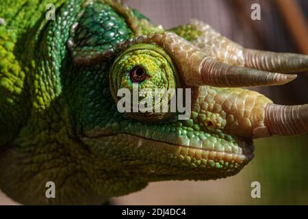 Gros plan Portrait détail d’un Chameleon de Jackson mâle (Trioceros jacksonii) montrant ses cornes et sa texture de peau #2. Banque D'Images