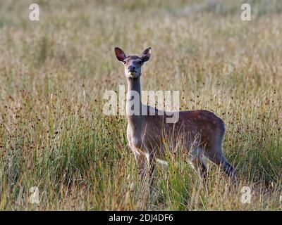 Le cerf de Sika (Cervus nippon) alerte l'indu en regardant des touffes de broutement de la ruée molle (Juncus effusus) dans une prairie humide au crépuscule, Corfe Castle, Dorset, Royaume-Uni. Banque D'Images