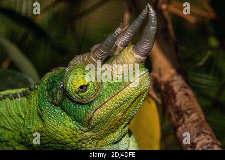 Gros plan Portrait détail d’un Chameleon de Jackson mâle (Trioceros jacksonii) montrant ses cornes et sa texture de peau #3. Banque D'Images