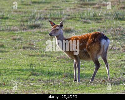 Le cerf de Sika (Cervus nippon) ind l'herbe à mâcher tout en broutant dans un pré humide au crépuscule, près du château de Corfe, Dorset, Royaume-Uni, août. Banque D'Images