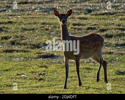 Le cerf de Sika (Cervus nippon) alerte l'inde regarder vers le haut de l'herbe de pâturage dans un pré, rétroéclairé au crépuscule, près du château de Corfe, Dorset, Royaume-Uni, juillet. Banque D'Images