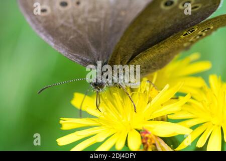 Macro, gros plan Portrait détail d'un papillon de Ringlet femelle (Aphantopus hyperantus) nourrissant d'une fleur jaune vif. Banque D'Images
