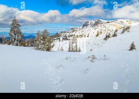 Beau paysage ensoleillé d'hiver et montagnes enneigées avec pins enneigés, montagnes de Ciucas, Carpates, Transylvanie, Roumanie, Europe Banque D'Images