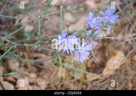 Gros plan de la fleur de Cichorium, belles fleurs sauvages bleues dans un pré, nature Banque D'Images