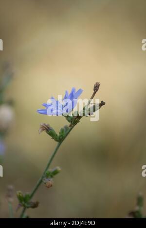 Gros plan de la fleur de Cichorium, belles fleurs sauvages bleues dans un pré, nature Banque D'Images