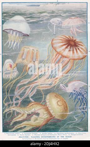 Illustrations vintage de Jelly-Fish: Invertébrés flottants de l'océan 1900. Banque D'Images